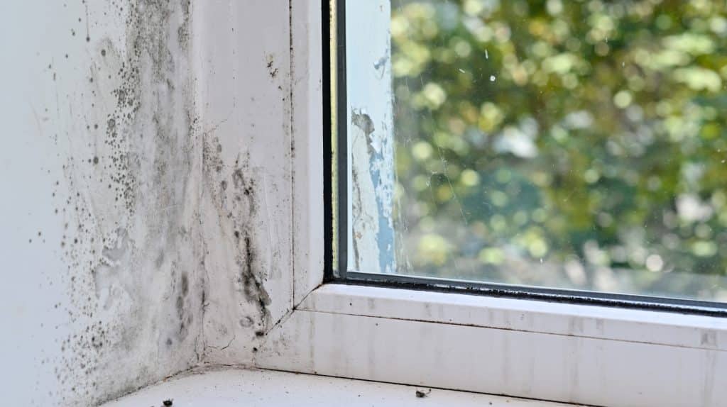 How to Remove Black Mold from Windows A Comprehensive Guide