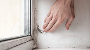 Get Rid of Black Mold on Windows